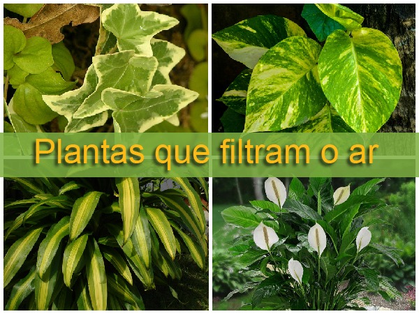 Você está visualizando atualmente Plantas que filtram o ar em ambientes internos Plantas que filtram o ar em ambientes internos