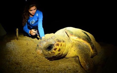 Você está visualizando atualmente A difícil missão de salvar filhotes de tartaruga de ‘mar de lama’ no ES.