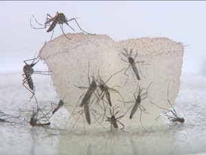 Leia mais sobre o artigo Nova Friburgo, registra epidemia de dengue com 621 casos da doença