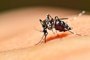 Leia mais sobre o artigo Rio: 2015 foi fora da curva e dengue no “inverno” foi 4,9 vezes maior do que no verão