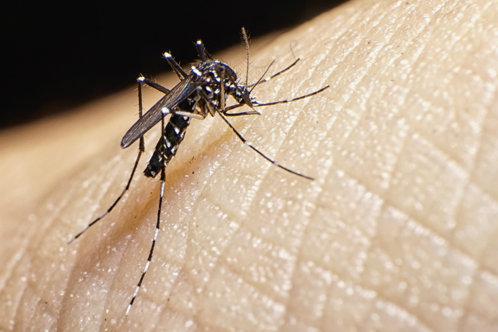 Você está visualizando atualmente Primeira vacina contra a dengue é lançada nas Filipinas