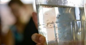 Leia mais sobre o artigo Zika: cientistas anunciam método mais eficaz para destruir ovos do mosquito
