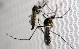 Leia mais sobre o artigo Cientistas estudam possibilidade de transmissão do zika vírus por sexo oral
