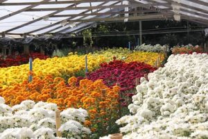 Leia mais sobre o artigo Primavera traz novas cores para atender demanda da floricultura no estado