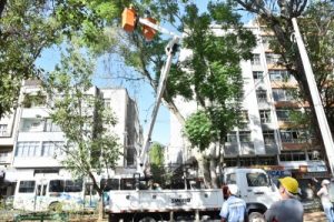 Leia mais sobre o artigo Prefeitura de Nova Friburgo inicia processo de podas emergenciais na Praça Getúlio Vargas