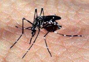 Leia mais sobre o artigo Repelente na roupa é dica contra Aedes