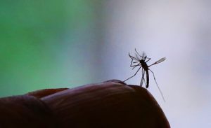 Leia mais sobre o artigo Butantan fecha parceria com os EUA para produção de vacina contra o Zika