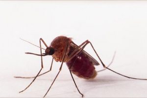 Leia mais sobre o artigo Transmissão de zika por pernilongo pode explicar incidência em algumas regiões