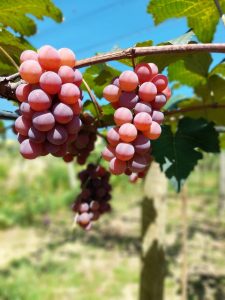Leia mais sobre o artigo Secretaria de Estado de Agricultura oferece crédito a produtores de uva